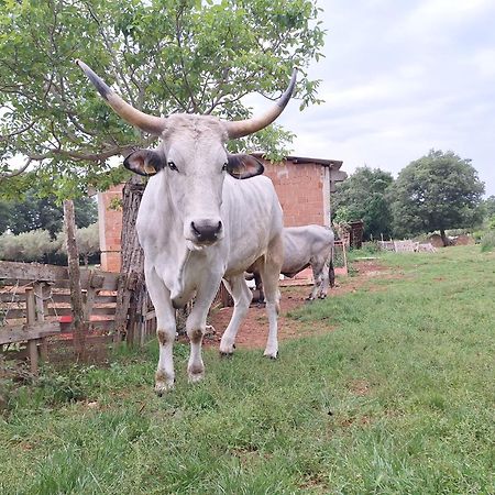 Bed and Breakfast Ranch Radin Brtonigla Exterior foto