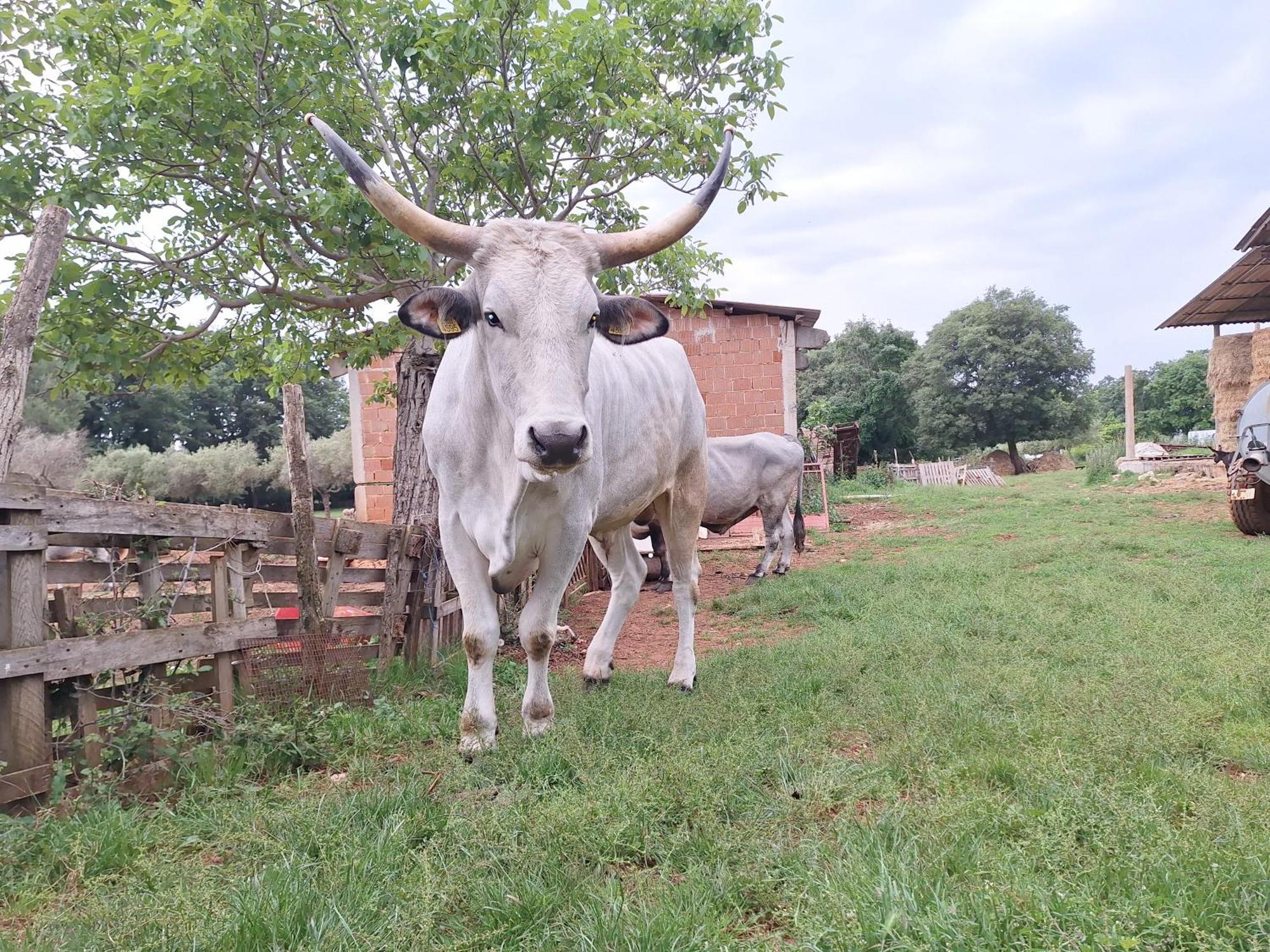 Bed and Breakfast Ranch Radin Brtonigla Exterior foto