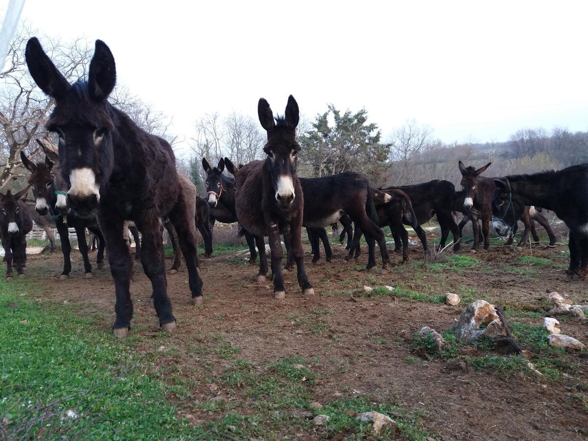 Bed and Breakfast Ranch Radin Brtonigla Exterior foto